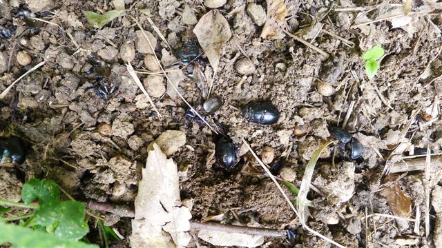 Strana moria di scarabei